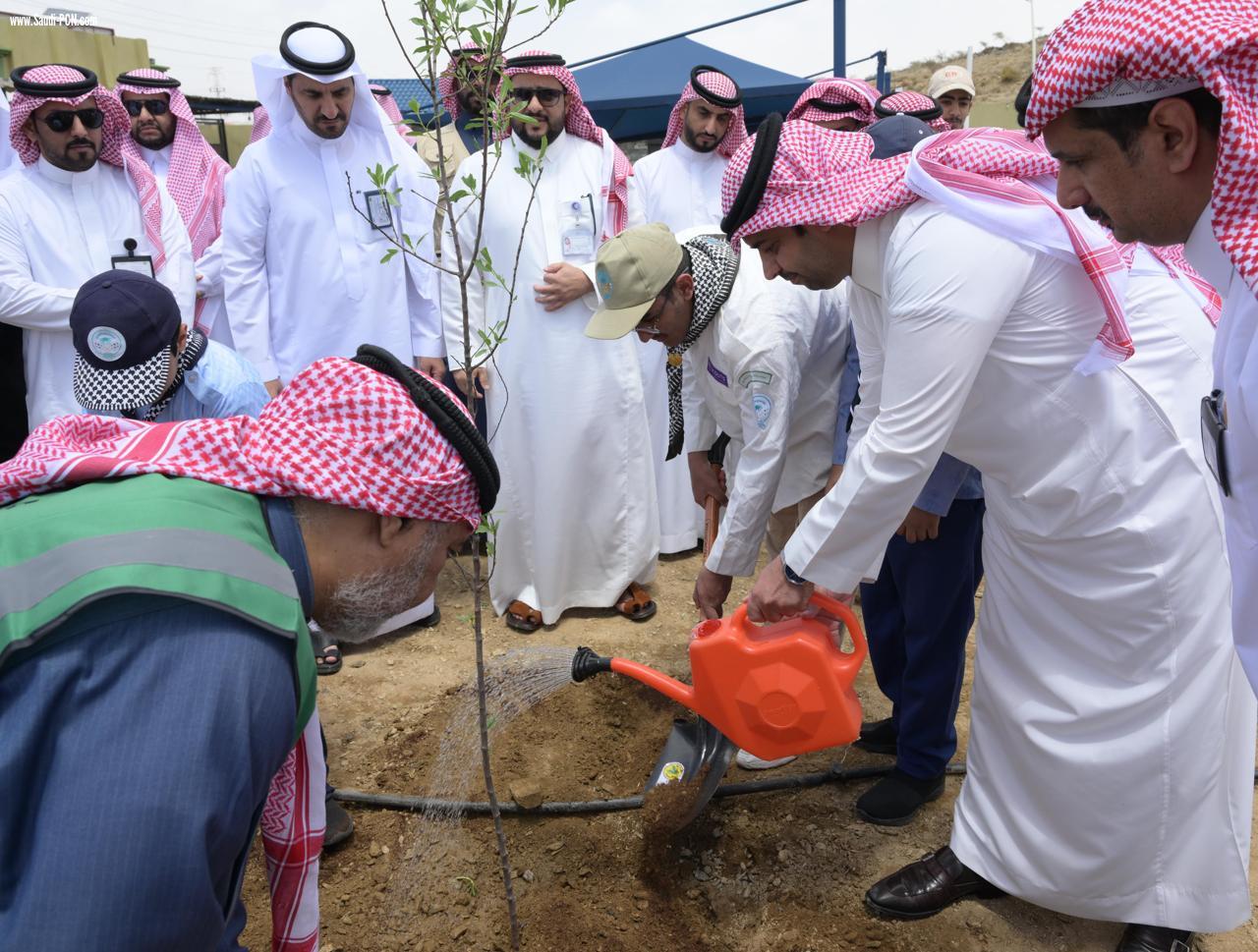 بيئة الباحة تحتفي بيوم   مبادرة السعودية الخضراء