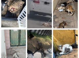  نشر الوعي حول رعاية الحيوانات.