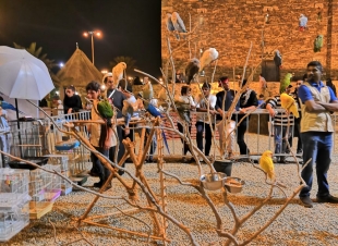 اختتام ملتقى الببغاوات الثاني لنخبة الجنوب بالقرية التراثية بجازان