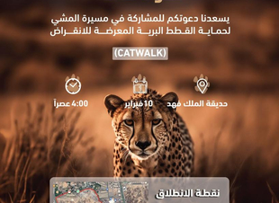 مسيرة المشي لحماية القطط البرية المعرضة للانقراض بالمدينة المنورة 