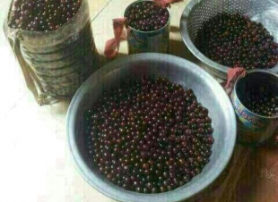 الكباث في جازان عادة وهواية منذ قرون وما زالت حتى يومنا هذا 