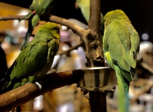 انطلاق ملتقى الببغاوات الثاني لنخبة الجنوب بالقرية التراثية بجازان 