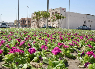 * أمانة الشرقية: تبدأ بزراعة أكثر من ٧٠ ألف زهرة شتوية في القطيف *