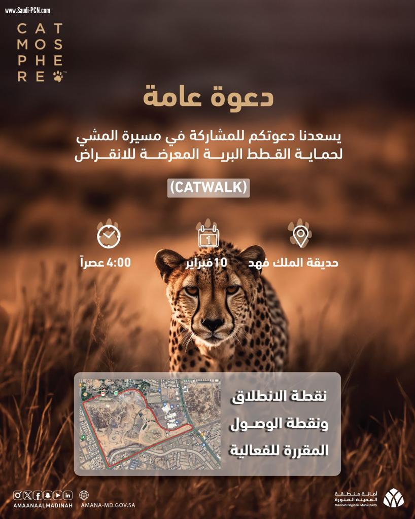 مسيرة المشي لحماية القطط البرية المعرضة للانقراض بالمدينة المنورة 