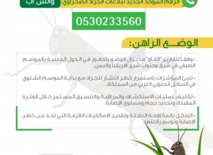 البيئة تعتمد خطة استكشاف ومكافحة الجراد الصحراوي في الموسم الشتوي
