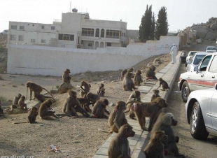 الحيونات وسلوك الانسان