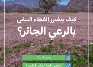 البيئة تحذر من الرعي الجائر وتحث على تعزيز الوعي المجتمعي للحفاظ على الغطاء النباتي
